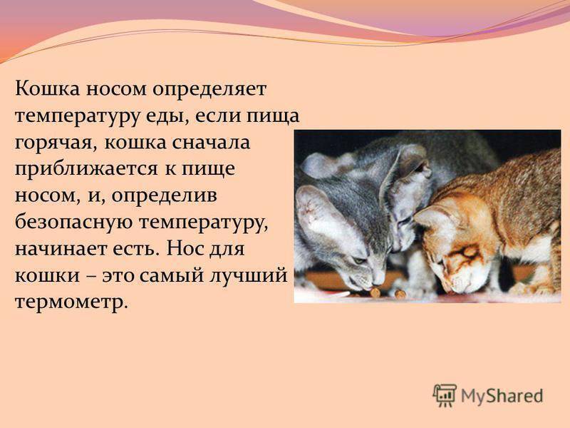 Какой должен быть нос у кошки: мокрый или сухой