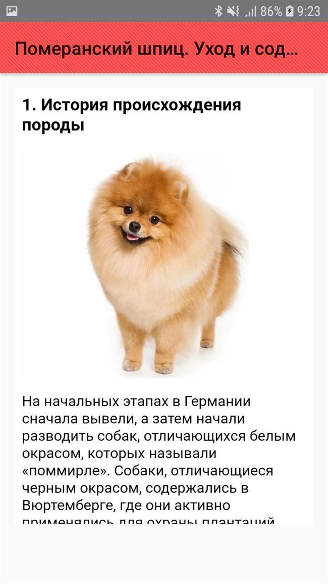 Дрессировка шпица