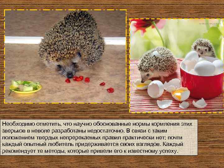 Что едят ежики и чем его кормить в домашних условиях
