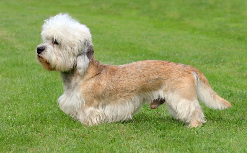 Порода собак денди-динмонт-терьер и ее характеристики с фото