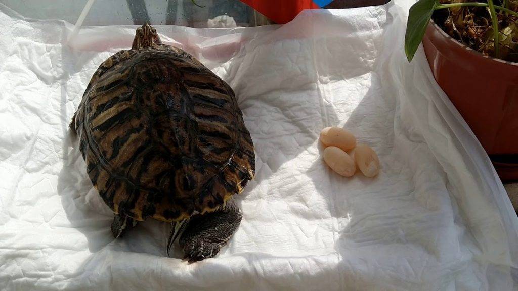 Как понять что черепаха беременна фото