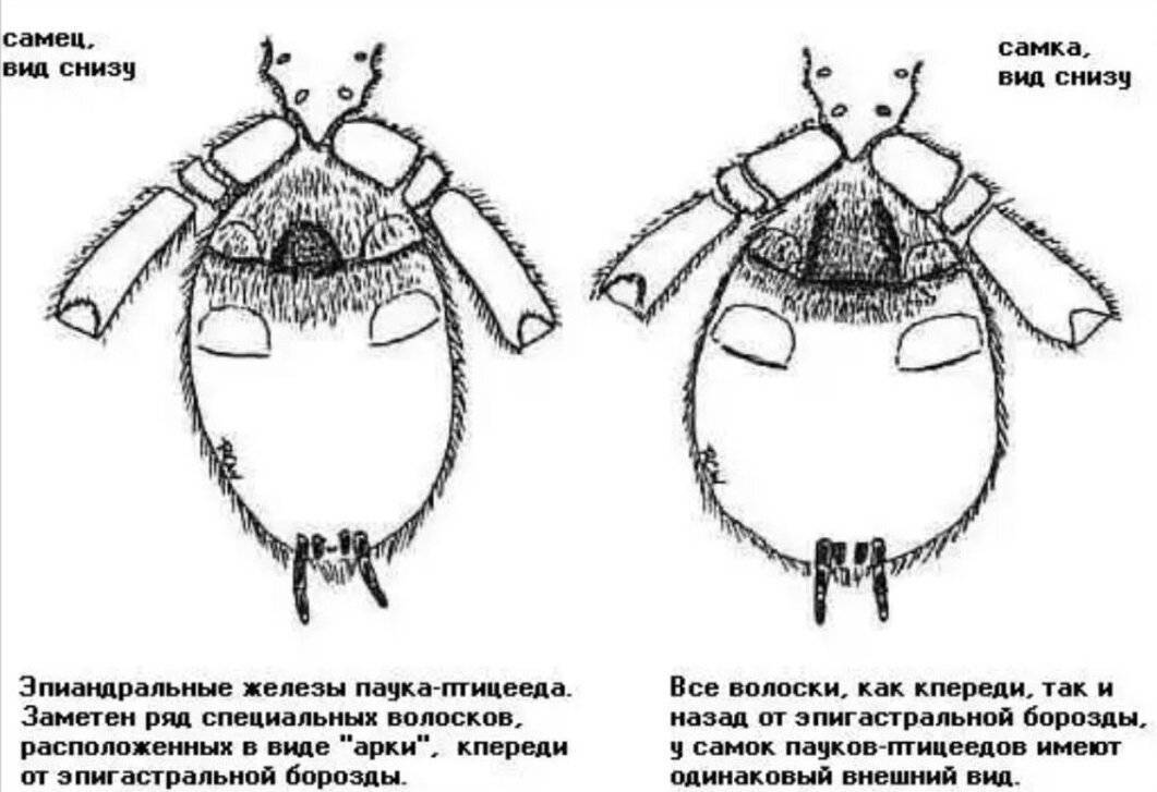 Как отличить самца. Как отличить самку паука от самца. Паук птицеед самка или самец. Как отличить пол паука птицееда. Определение пола паука птицееда.