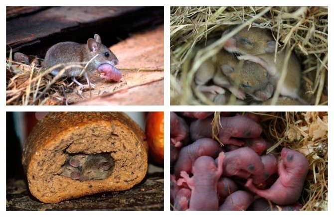 ᐉ как быстро размножаются мыши – новорожденные мышата - zoomanji.ru