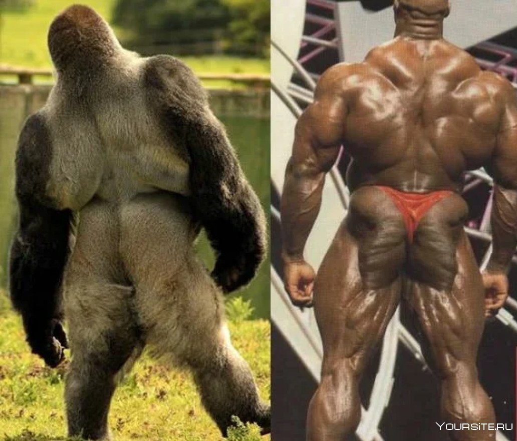Признаки сильного самца. Ронни Колеман горилла. Мускулистая горилла. Накаченная горилла. Мускулатура обезьяны.