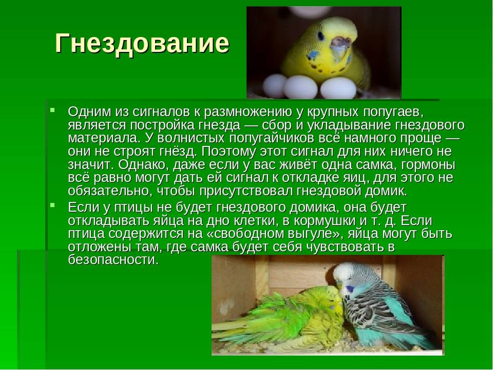 Размножение попугаев неразлучников в домашних условиях