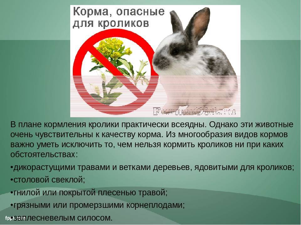 Какую траву можно давать кроликам декоративным и карликовым?