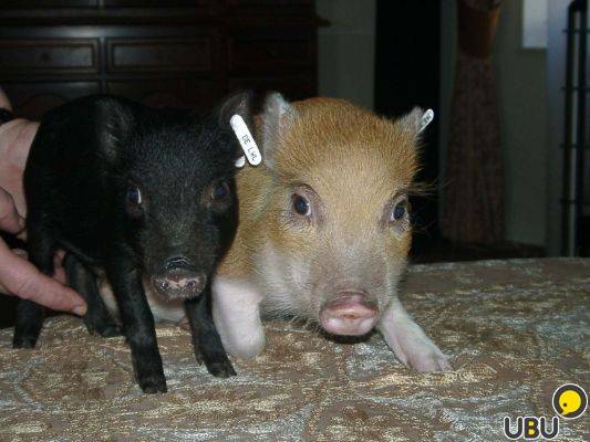 Мини-пиги: виды свинок и фото