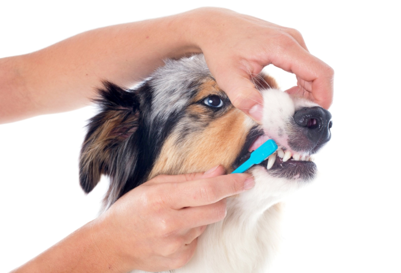 Как чистить зубы собаке — полезные советы | dogkind.ru