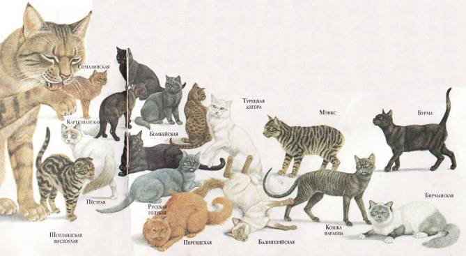 Происхождение кошек: история вида, от кого, откуда и когда появились, одомашнивание