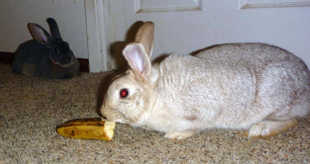 Можно ли кроликам бананы и банановую кожуру