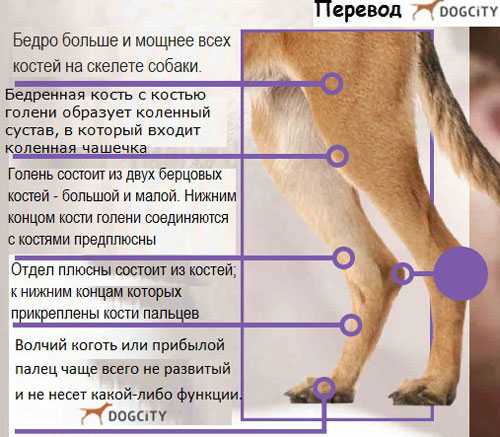 Неправильно сросшийся перелом.!