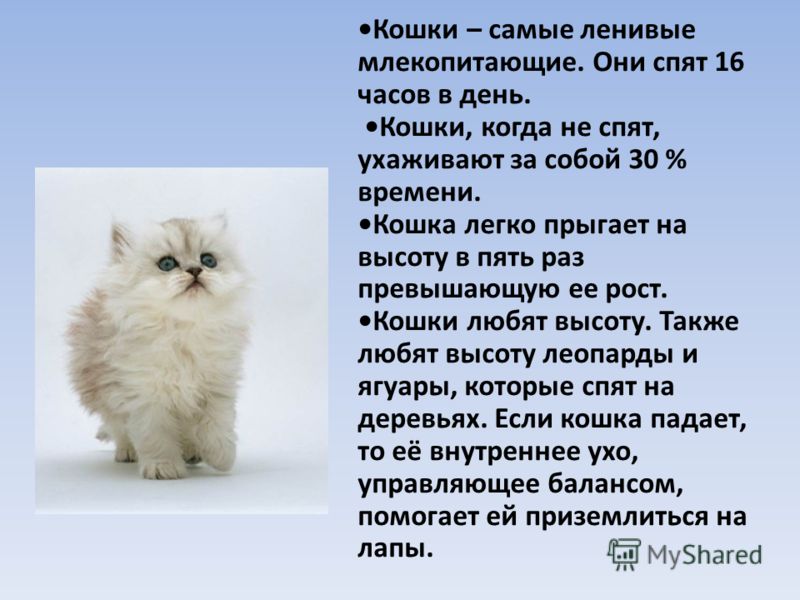 Самые ласковые породы кошек. топ 13 пород (фото и описание)