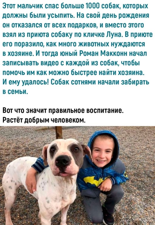 Кличка арчи (archie)