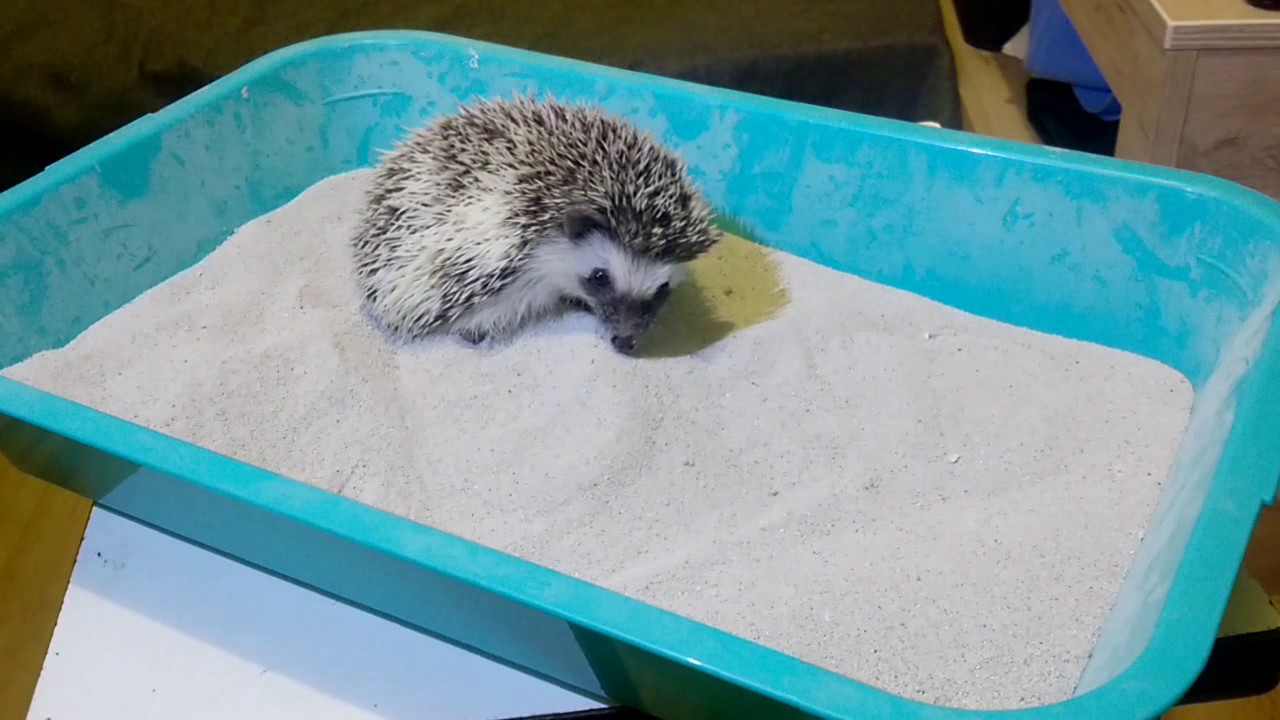 Домашний еж
