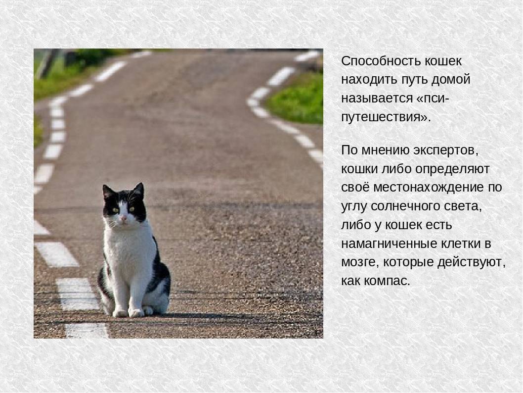 Как кошки находят дорогу домой: слух, обоняние