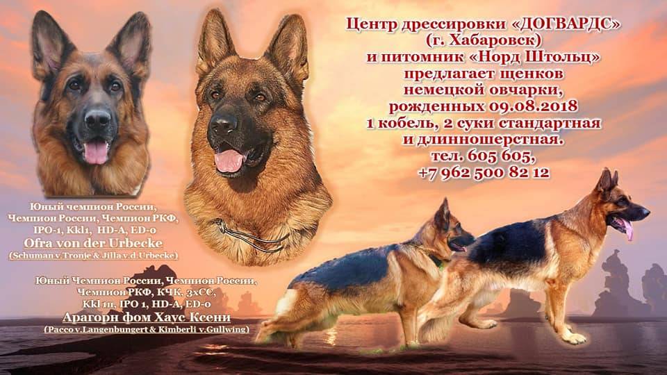 Немецкая овчарка – как выбрать щенка