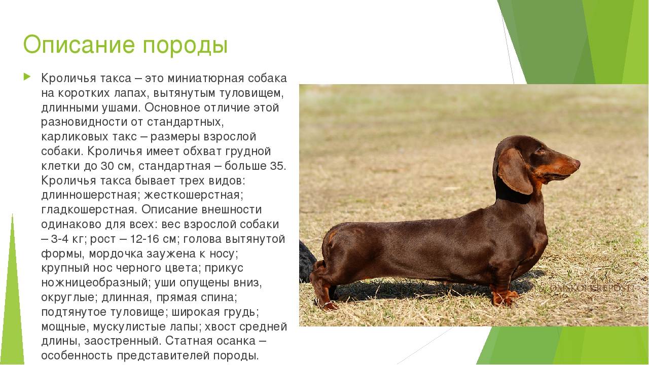 Такса: описание породы, характеристика, уход и содержание, кормление, щенки, стандарты