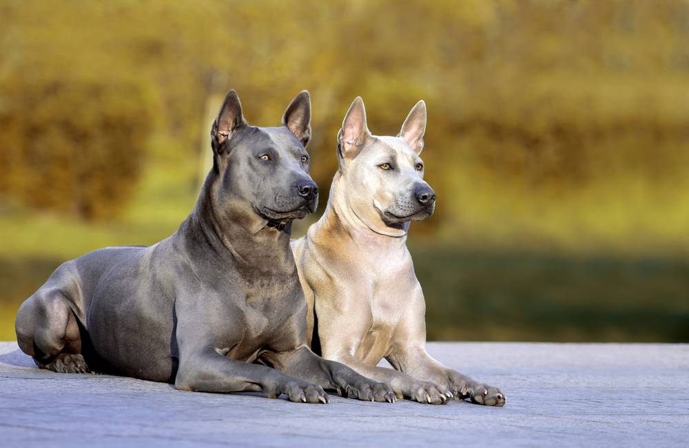 Тайский риджбек: фото, описание породы, отзывы владельцев, характер собаки
