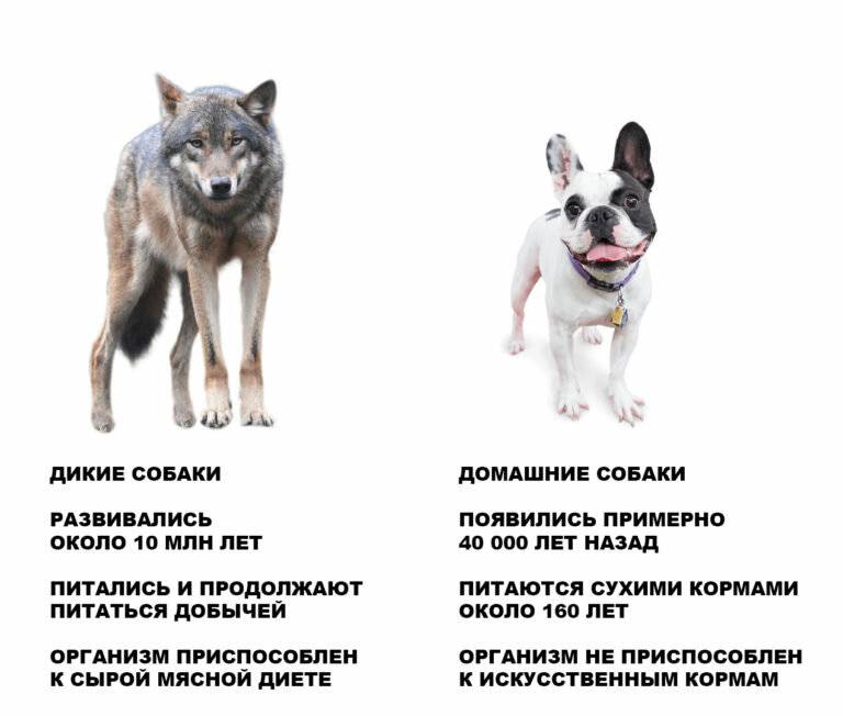 Волк: все факты, где живет, чем питается, волк против медведя