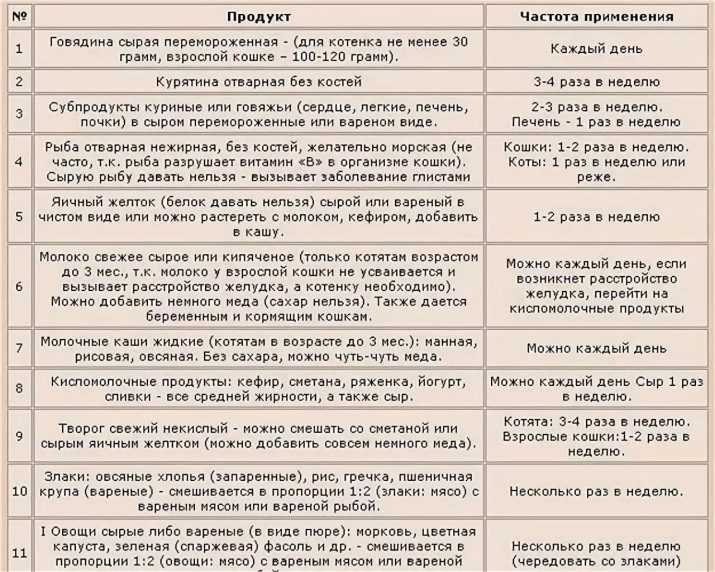 Чем кормить котенка в 1, 2, 3, 4 месяца: советы
