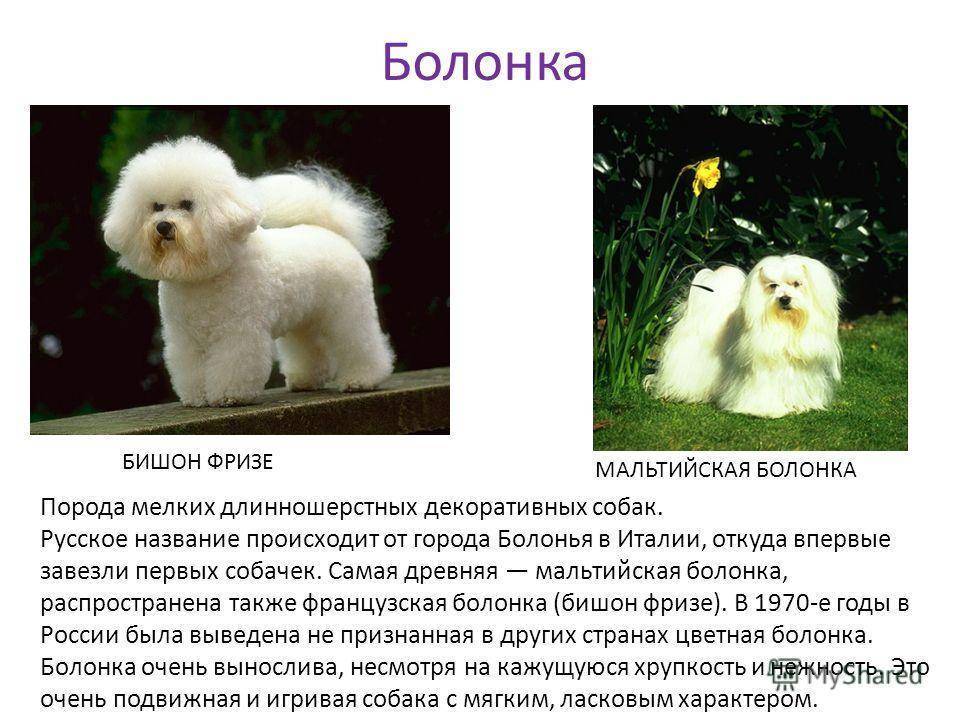 Собаки » породы » болоньез (болонский бишон или итальянская болонка)