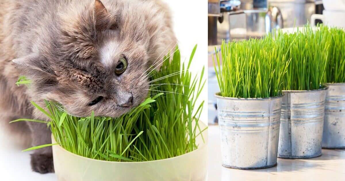 Почему кошки едят траву и какой отдают предпочтение?