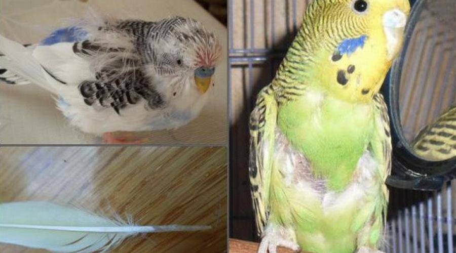 Что делать если у попугая не растут перья