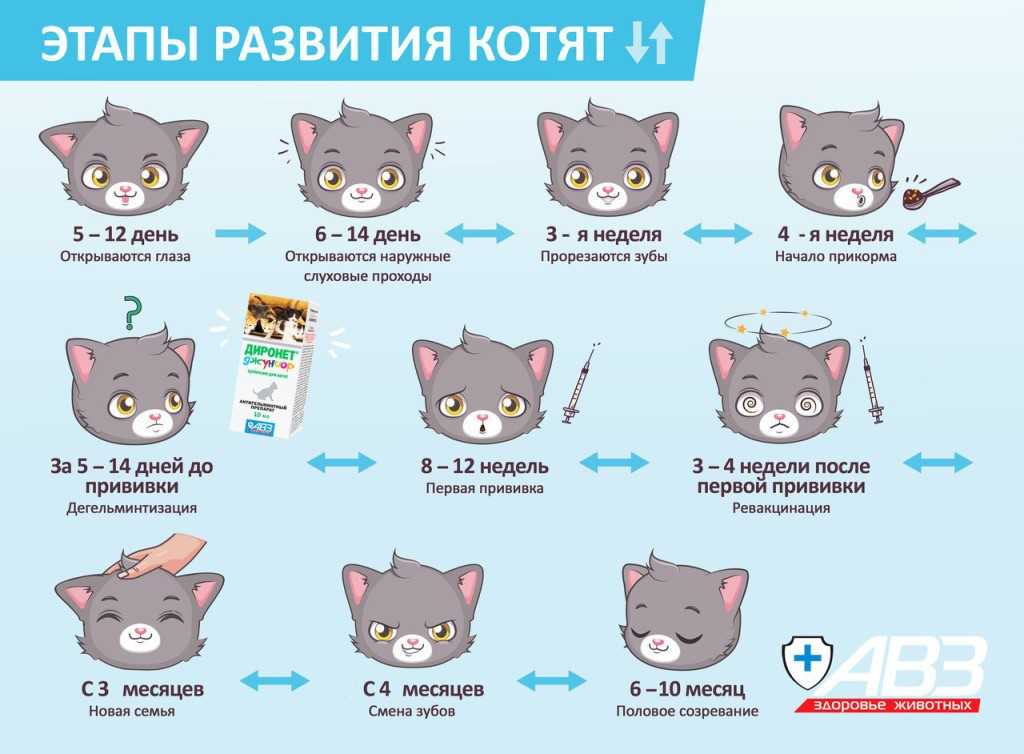 Сколько дней гуляет кошка: что с ней происходит и как решить вопрос эструса пятью способами.