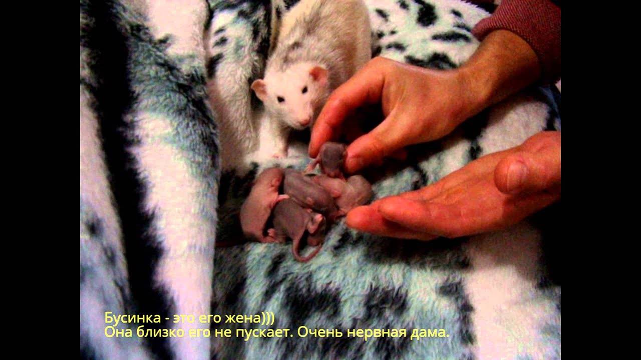 Крыса рожает: сколько детенышей самка приводит за один раз, особенности ухода за питомцами после родов