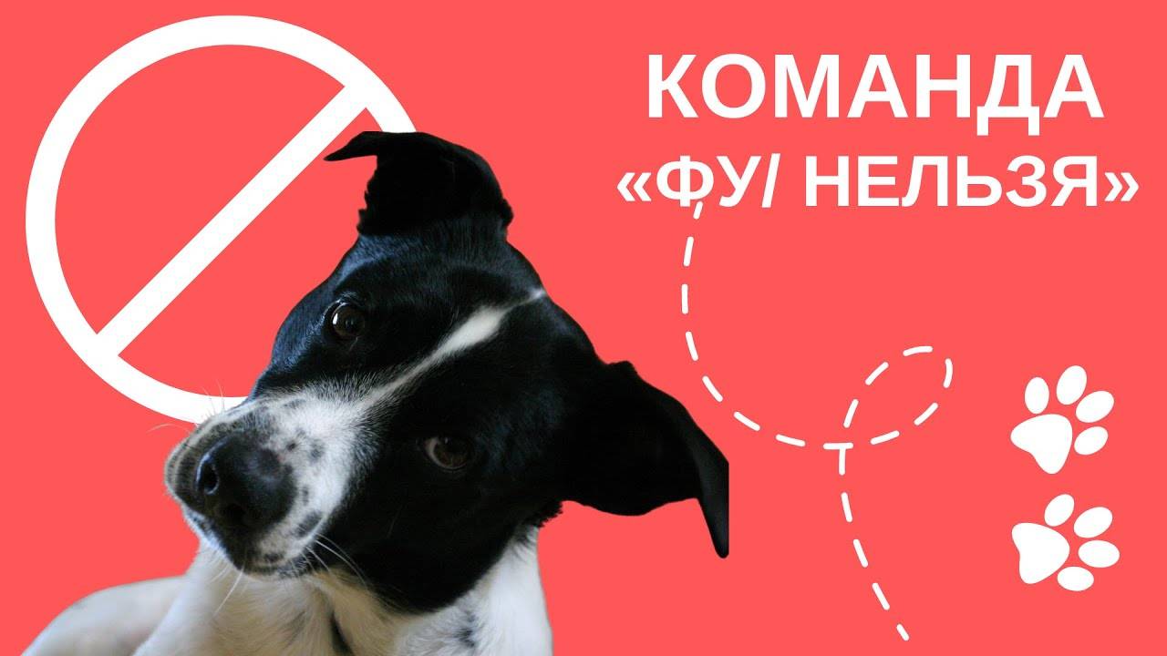 Как научить собаку команде фу, обучение щенка команде фу пошагово - dogtricks.ru