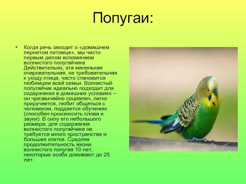 Почему волнистые попугаи волнистые