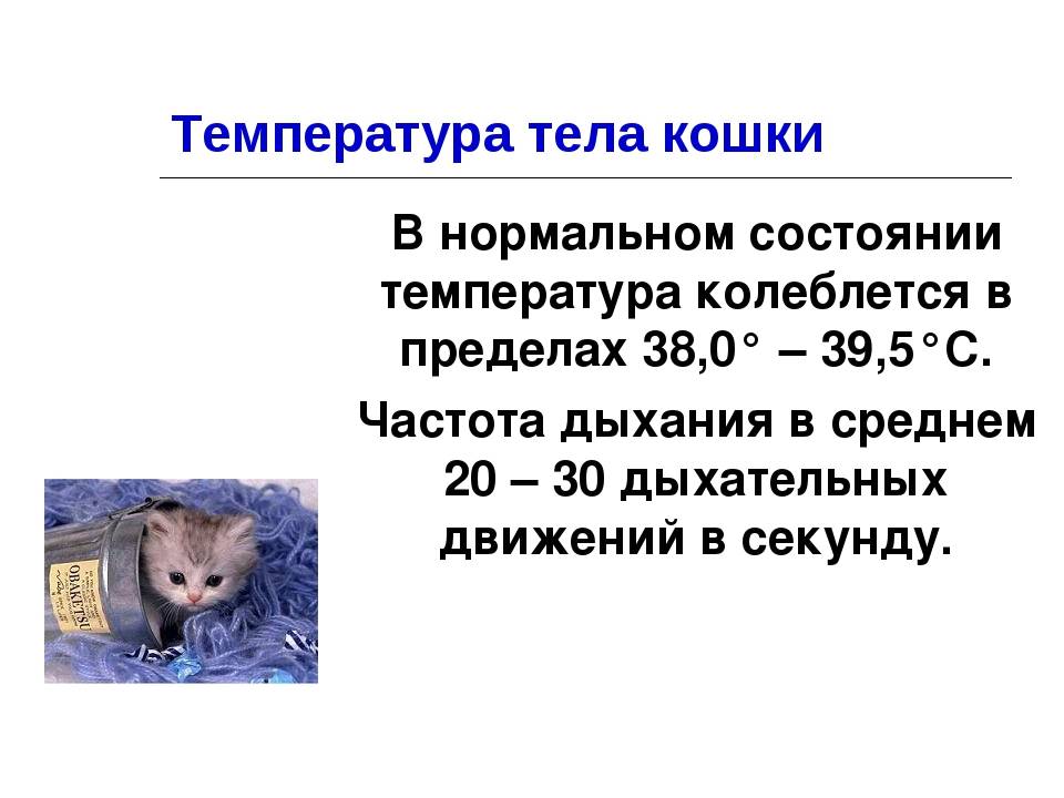 Нормальная температура у кошки: показатели нормы + советы, как измерить и сбить температуру