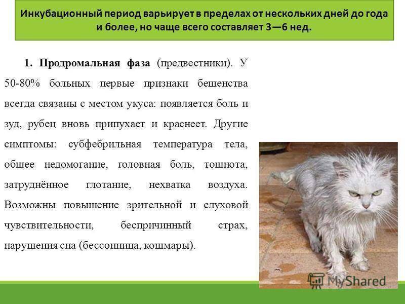 Рак у кошек — фото основных симптомов и первых признаков заболевания + советы по диагностике и лечению