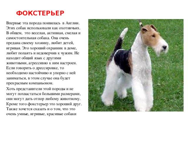 Фокстерьер: описание породы собак