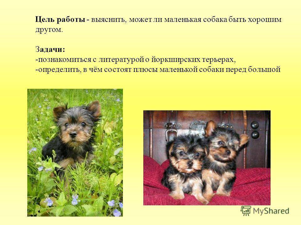 Клички для той-терьера мальчика и девочки: красивые имена для щенков