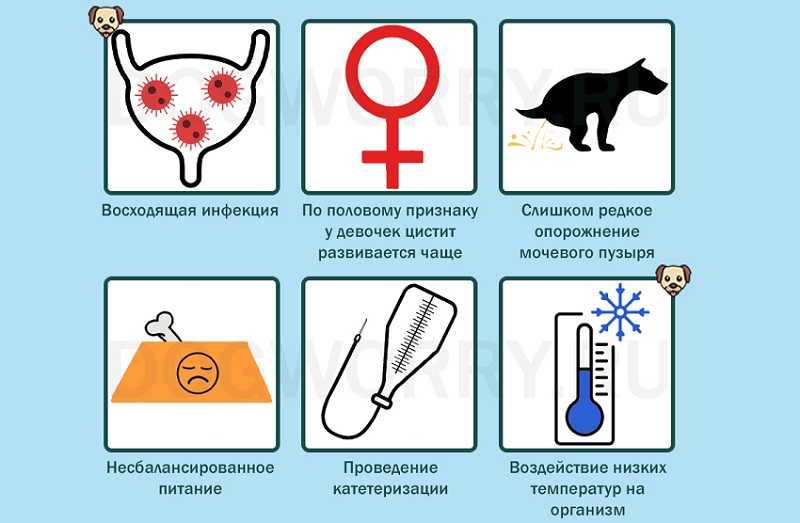 Цистит у кошек и котов: что делать, чтобы недуг не стал хроническим