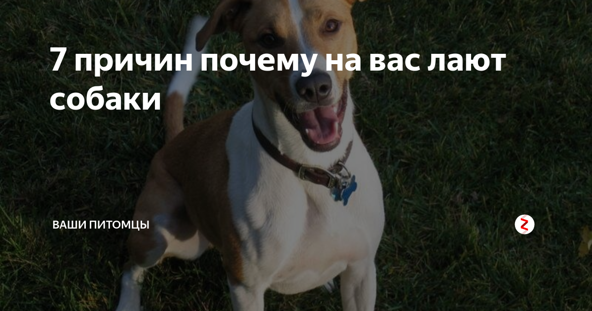 Почему собака лает без причины. как отучить ее гавкать в квартире и на улице