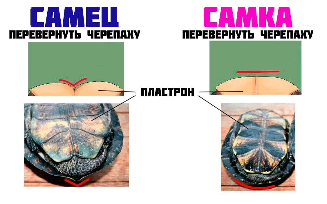 Расскажем, как определить пол красноухой черепахи - аквариумный мир