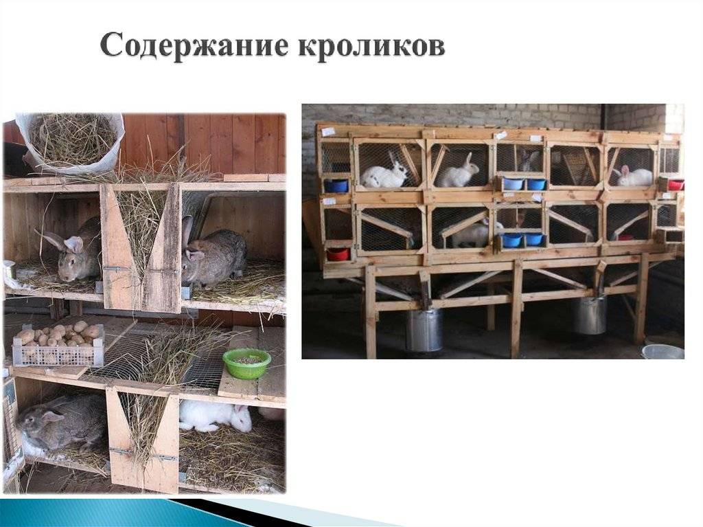 Разведение декоративных кроликов в домашних условиях для начинающих с нуля