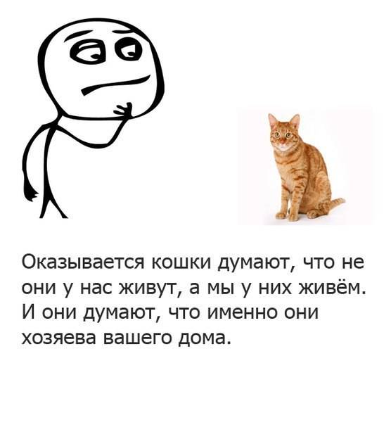 Что кошка думает о человеке, своём доме и мире в целом.