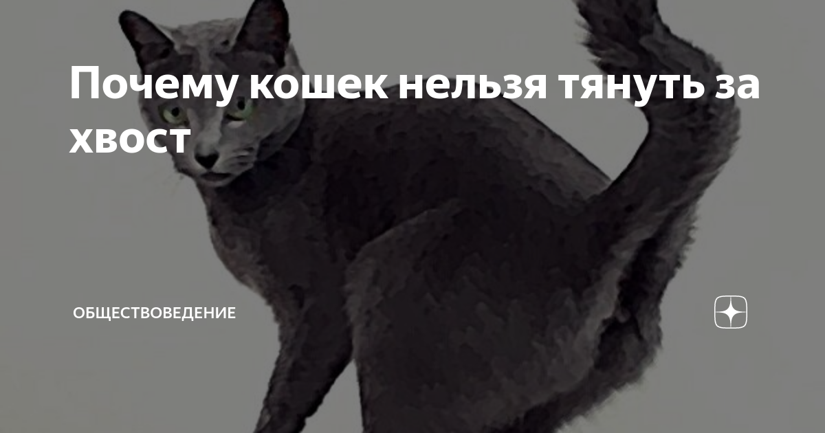 Почему нельзя дергать кота за хвост