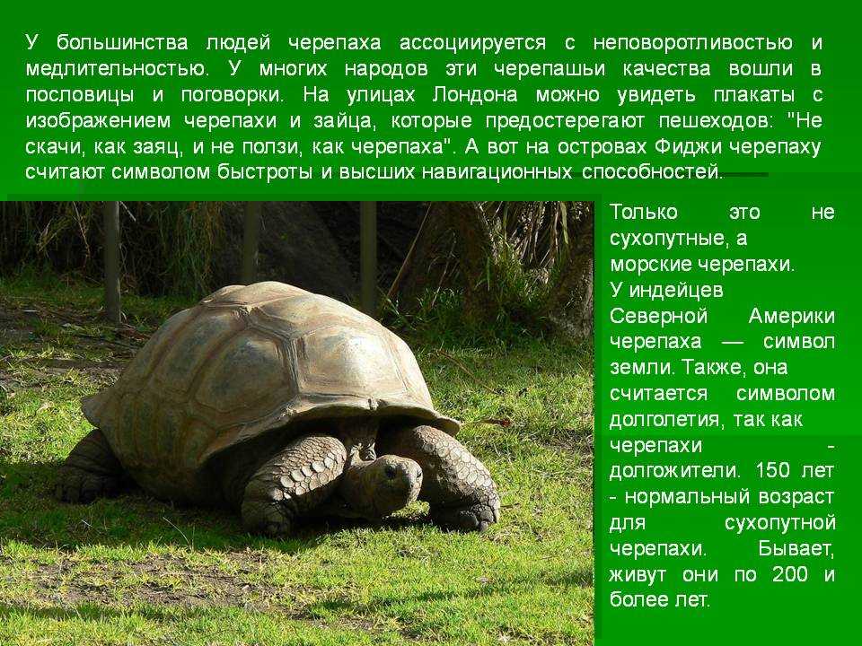 Красноухая черепаха