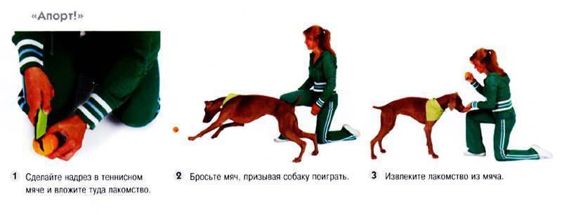 Как научить собаку команде апорт: что значит команда апорт, процесс обучения, дрессировки - dogtricks.ru