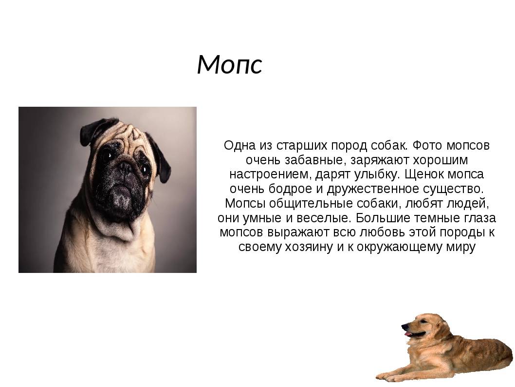 Мопс - все о породе собаки