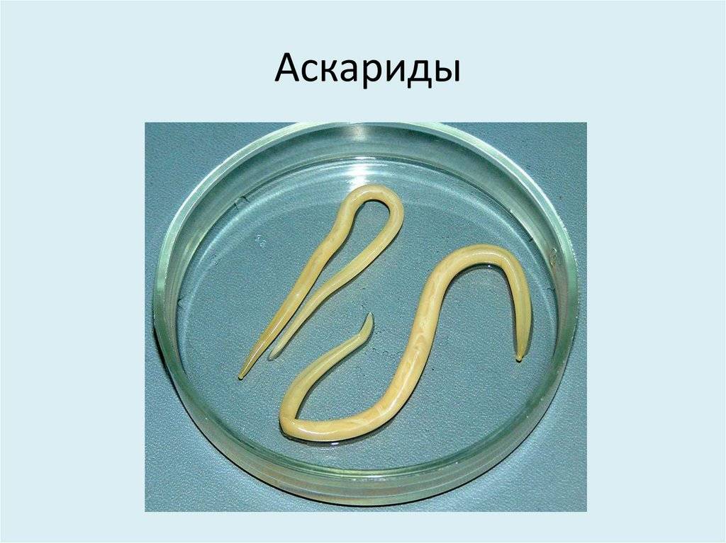 Аскариды у кошек - 135 фото первых признаков, виды заболевания и диагностика заражения