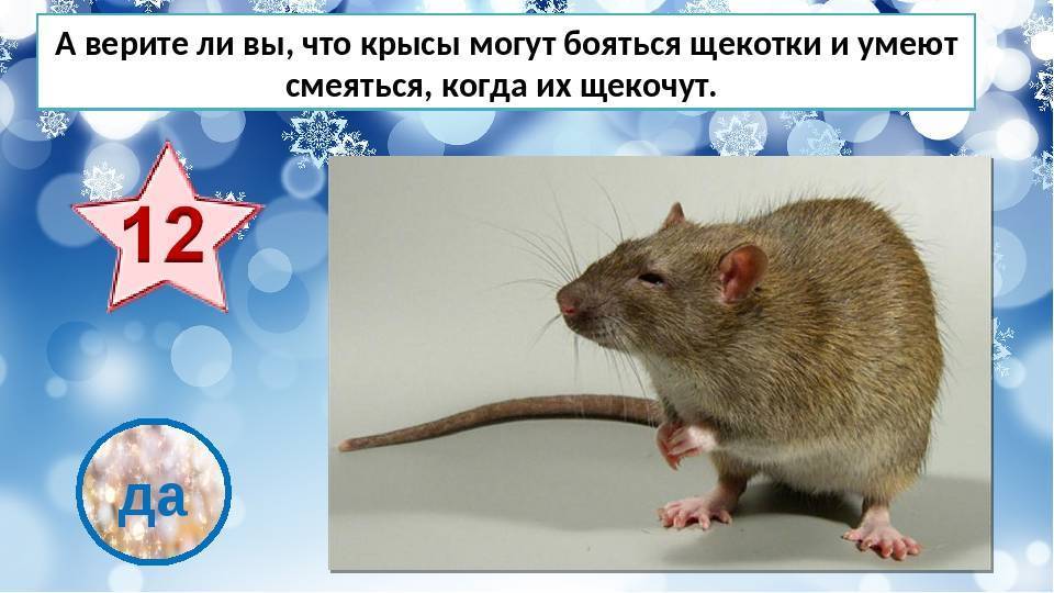 Наука создания смешных шуток: почему мы смеемся и над чем — нож