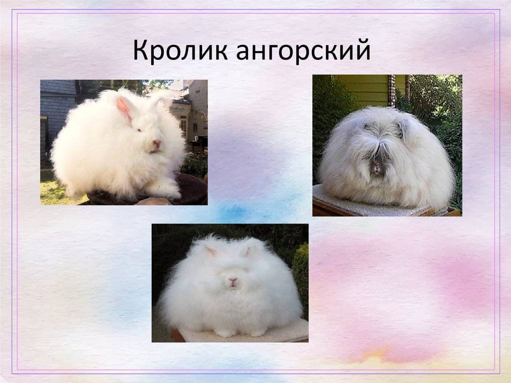 Ангорский кролик: породы, фото, содержание и уход