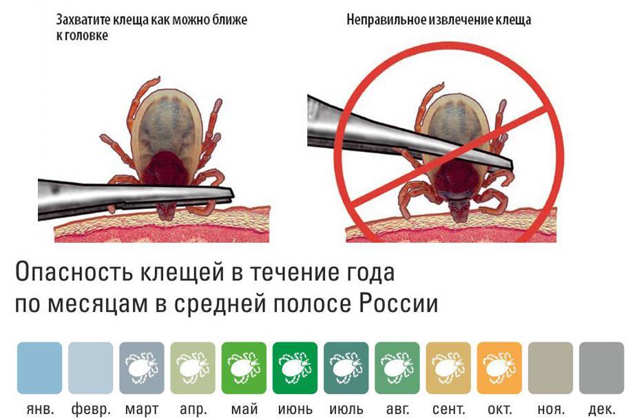 Как вытащить клеща у кошки в домашних условиях