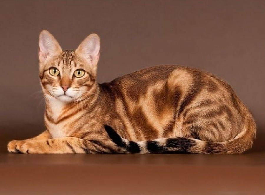 Сококе, кенийская лесная кошка, соукок