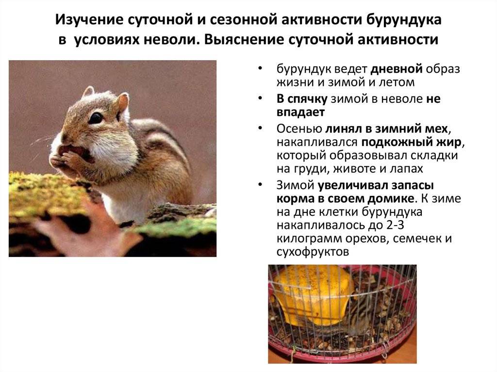 Сколько живут бурундуки в домашних условиях?